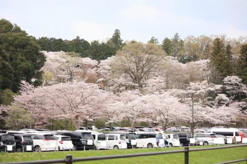 水戸桜山公園のお花見の見頃と駐車場は？混雑状況とアクセス情報！