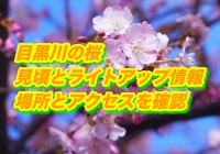 目黒川の桜の見頃とライトアップ情報2020！場所とアクセスを確認