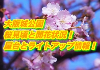 大阪城公園の桜2019見頃と開花状況！屋台とライトアップ情報も確認！