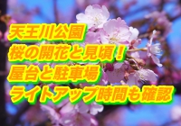 天王川公園の桜2019開花と見頃！屋台と駐車場・ライトアップ時間も確認