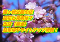霞ヶ城公園の桜2019/開花と見頃は？出店（屋台）駐車場やライトアップ情報！