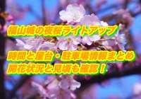 福山城の夜桜ライトアップの時間と屋台・駐車場情報まとめ2020！開花状況と見頃も確認！