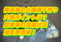 横浜海の公園潮干狩り2019の穴場ポイントは？駐車場の混雑状況・潮見表情報！