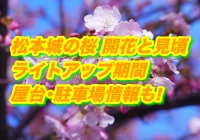 松本城の桜2020開花と見頃！ライトアップ期間と屋台･駐車場情報も!