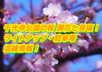 千光寺公園の桜2020開花と見頃！ライトアップ・駐車場・混雑情報！