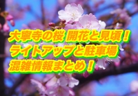 大寧寺の桜2020開花と見頃！ライトアップと駐車場や混雑情報まとめ！