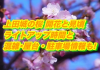 上田城の桜2020開花と見頃！ライトアップ時間と混雑･屋台・駐車場情報も!