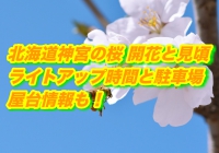 北海道神宮の桜2020開花と見頃！ライトアップ時間と駐車場・屋台情報も！